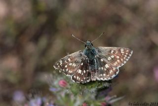 Mozaik Z�pz�p�&nbsp;(Muschampia&nbsp;tessellum)