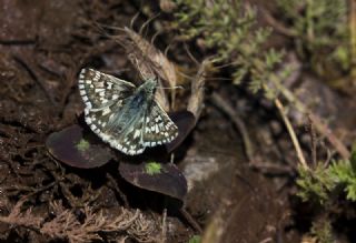 Alada Zpzp (Pyrgus aladaghensis)