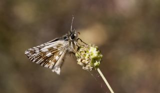 G�zel Z�pz�p&nbsp;(Pyrgus&nbsp;cinarae)