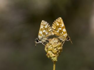 Kzl Zpzp (Spialia orbifer)