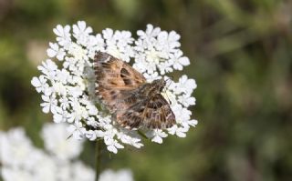 Hatmi Zpzp (Carcharodus alceae)