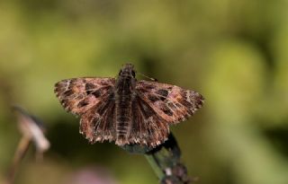 Hatmi Zpzp (Carcharodus alceae)