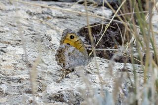 Lidya Yalanccads (Pseudochazara lydia)