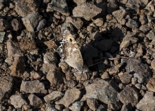 Osmanl Yalanccads (Pseudochazara mamurra)