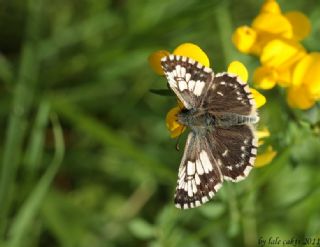 Ebegmeci Zpzp (Pyrgus malvae)