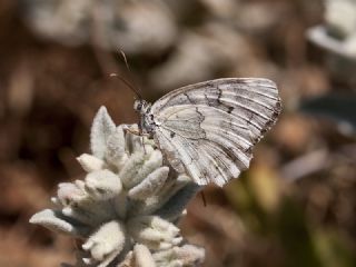 ��l Melikesi&nbsp;(Melanargia&nbsp;grumi)
