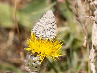 Uygur Melikesi (Melanargia russiae)