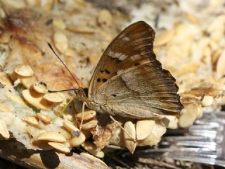 Trakya mparatoru (Apatura metis)