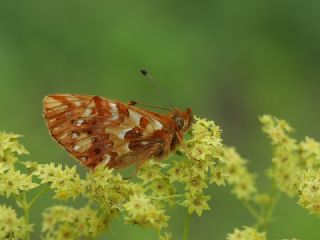 Kafkas Meneke Kelebei (Boloria caucasica)