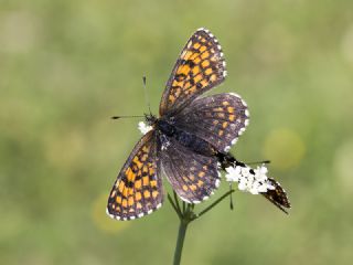 Kafkasyal� Amannisa&nbsp;(Mellicta &nbsp;caucasogenita)
