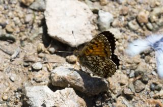 Funda parhan (Melitaea irka)