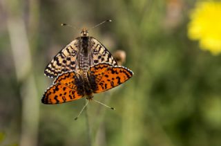 Kafkasyal parhan (Melitaea interrupta)