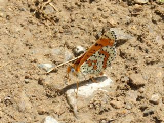 Kafkasyal parhan (Melitaea interrupta)