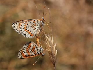 ranl parhan (Melitaea persea)