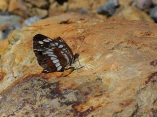 Szlen Karakz (Neptis rivularis)