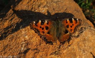 Karaaa Nimfalisi (Inachis polychloros)