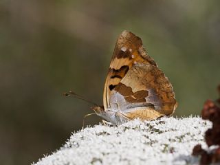 Anadolu ehzadesi (Thaleropis ionia)