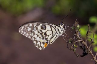 Nusaybin Gzeli (Papilio demoleus)