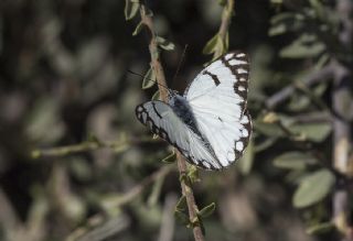 Beyaz nc (Belenois aurota)