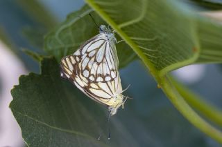 Beyaz nc (Belenois aurota)