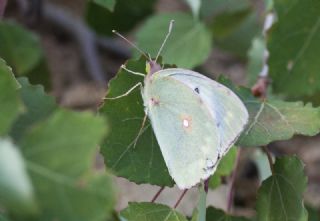 Anadolu Azameti (Colias aurorina)