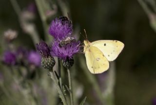 G�zel Azamet&nbsp;(Colias&nbsp;alfacariensis)