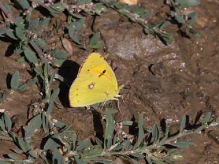 Sar Azamet (Colias croceus)