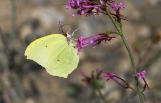 Anadolu Orakkanad (Gonepteryx farinosa)