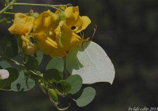 Anadolu Orakkanad�&nbsp;(Gonepteryx&nbsp;farinosa)