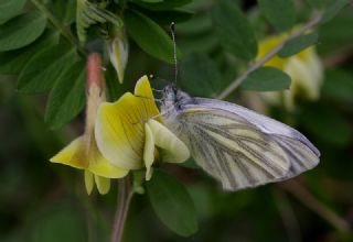 Yalanc Beyazmelek (Pieris pseudorapae)