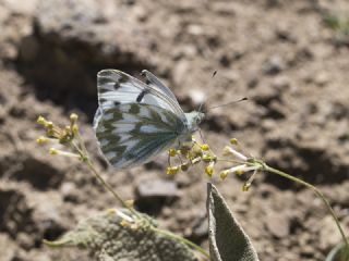 Doruklar�n Beneklimele�i&nbsp;(Pontia&nbsp;callidice)