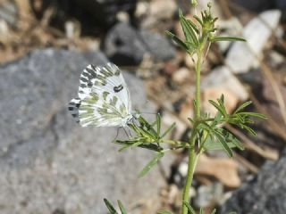 Kk Beneklimelek (Pontia chloridice)