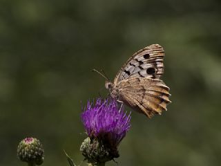 Kzl Cad (Chazara bischoffii)