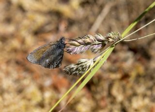 Orman Z�pz�p Perisi&nbsp;(Coenonympha&nbsp;glycerion)