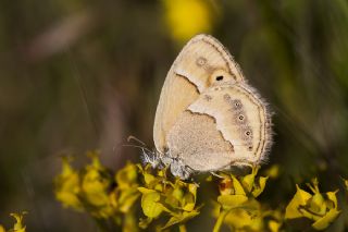 ran Zpzp Perisi (Coenonympha saadi)