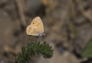 ran Zpzp Perisi (Coenonympha saadi)