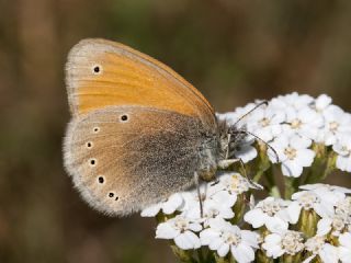 Kafkasya Zpzp Perisi (Coenonympha symphita)