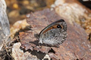 Kafkas Gzelesmeri (Erebia graucasica )