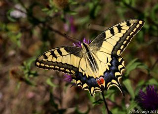 Krlangkuyruk (Papilio machaon)