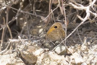 ran Esmerperisi (Hyponephele cadusia)