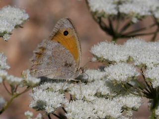 Kk Esmerperi (Hyponephele lycaon)
