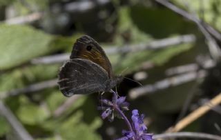 Kk Esmerperi (Hyponephele lycaon)