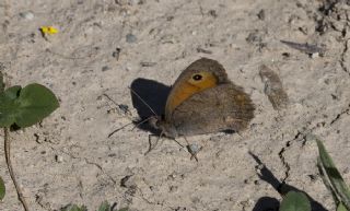Kk Esmerperi (Hyponephele lycaon)