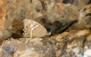 Ar Esmerperisi (Hyponephele wagneri)