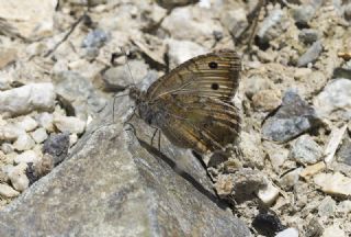 Grcistan Yalanccads (Pseudochazara guriensis)