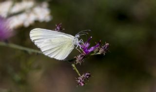 Narin Orman Beyaz (Leptidea sinapis)