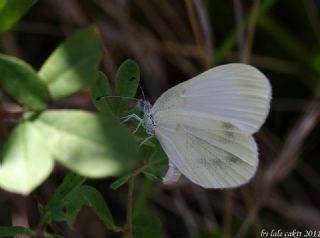 Narin Orman Beyaz (Leptidea sinapis)