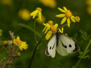 Byk Beyazmelek  (Pieris brassicae)