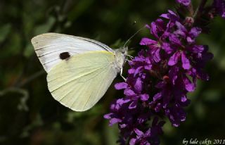 Byk Beyazmelek  (Pieris brassicae)