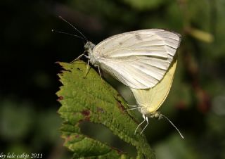 Büyük Beyazmelek  (Pieris brassicae)